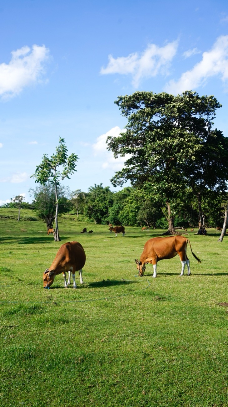 Sapi di padang penggembalaan terbuka